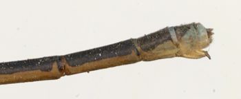 Media type: image; Entomology 12461   Aspect: abdomen dorsal view
